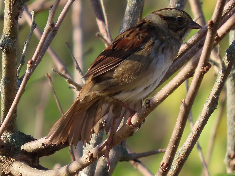 Swamp Sparrow - ML277872391