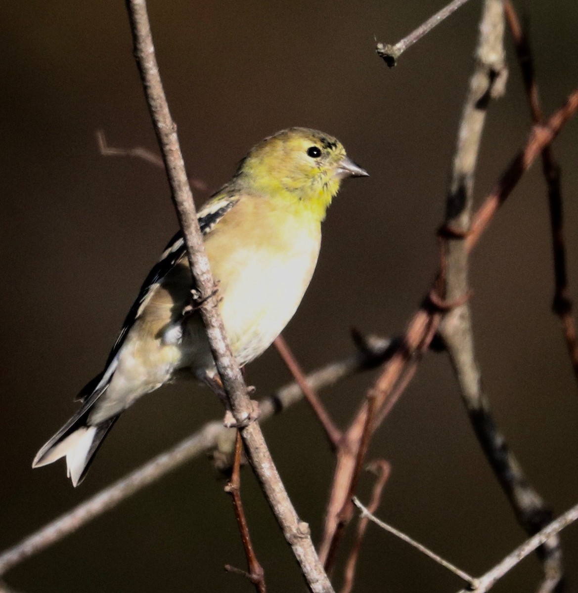 American Goldfinch - ML277873611