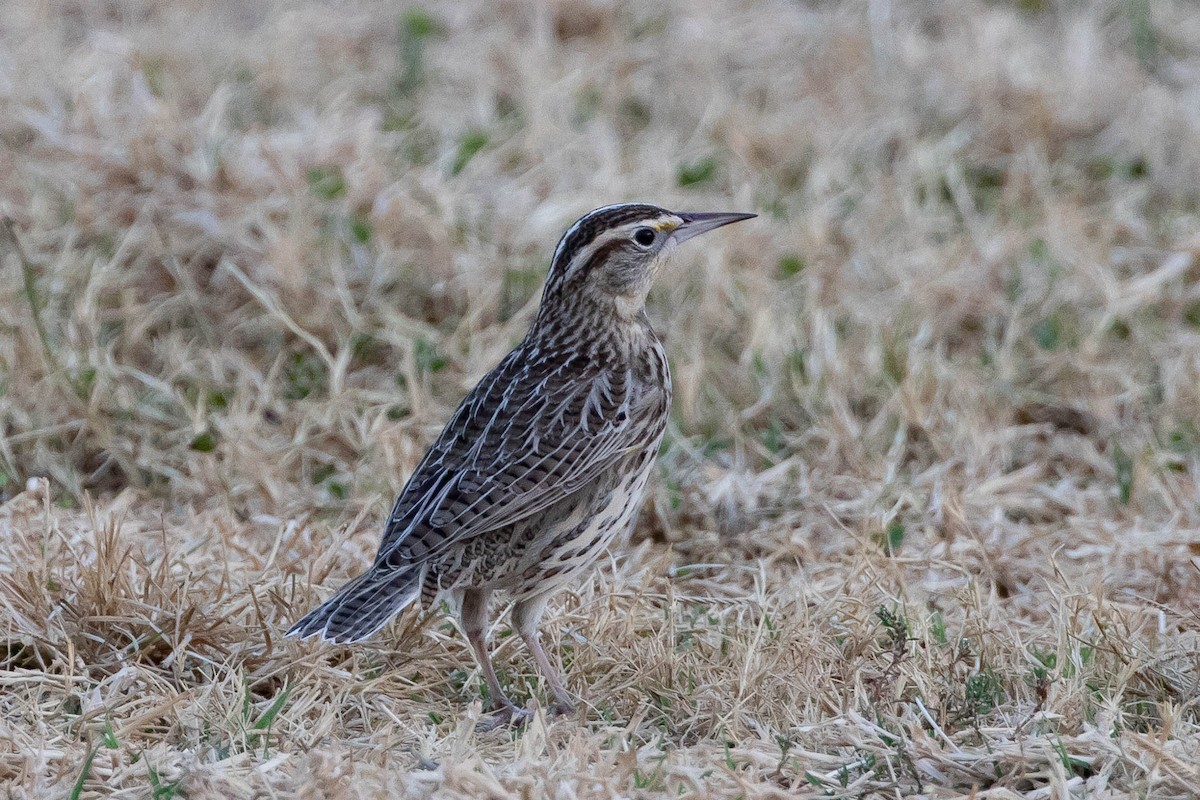 Western Meadowlark - Scott Olmstead