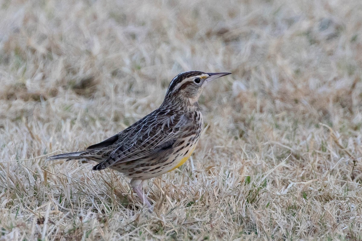 Western Meadowlark - ML277875141