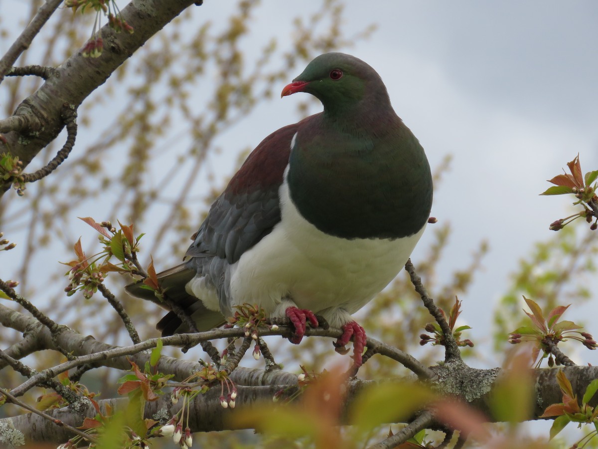 Yeni Zelanda Güvercini - ML277876911