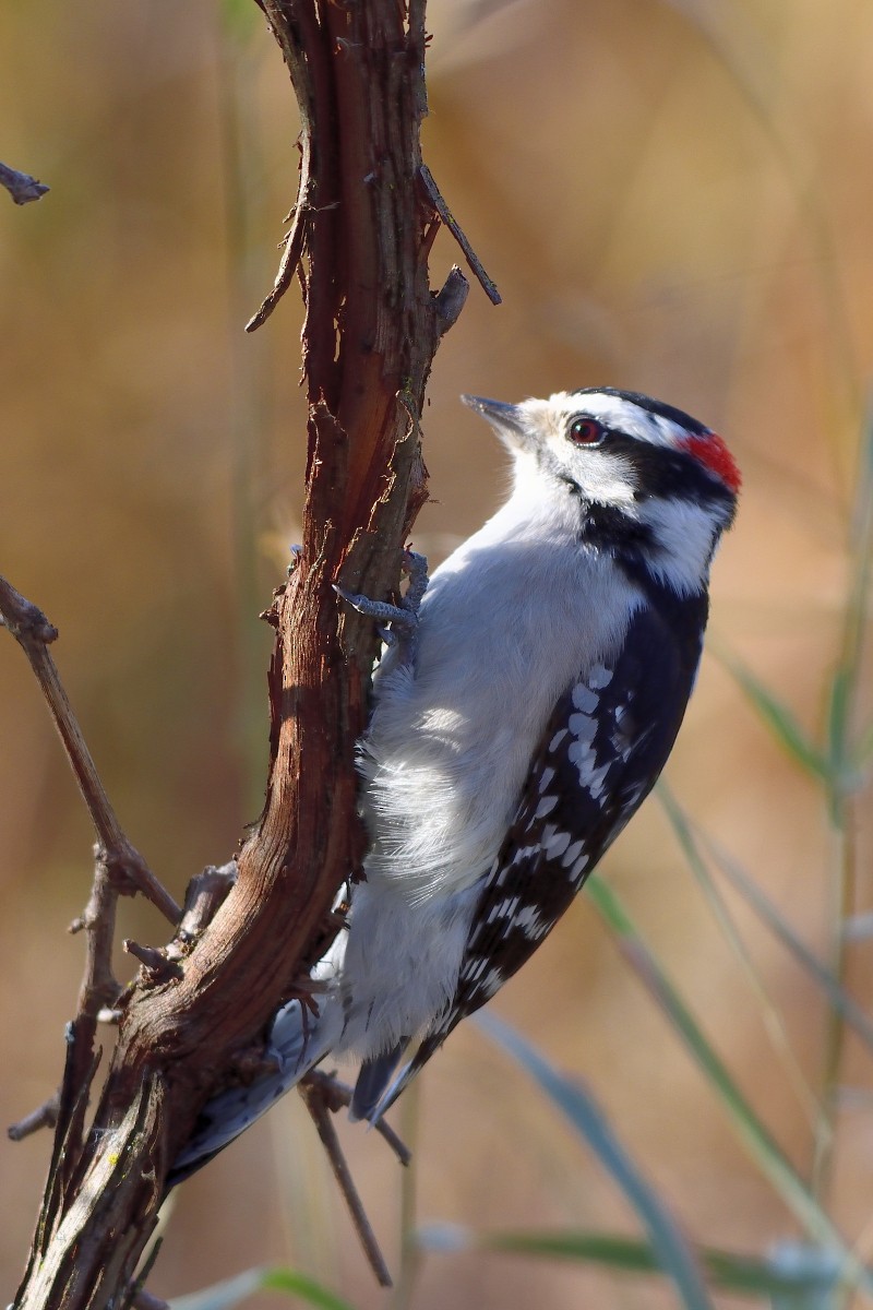 Downy Woodpecker - Richard Guillet