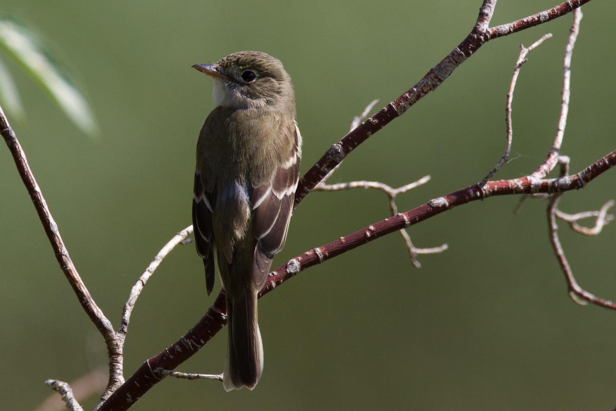 Alder Flycatcher - Chris Wood