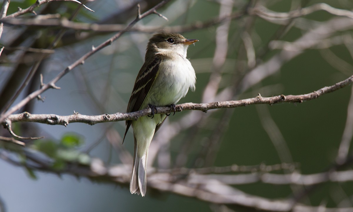 Alder Flycatcher - Chris Wood