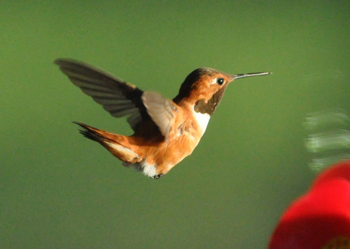 Rufous Hummingbird - Jeff  Bahls