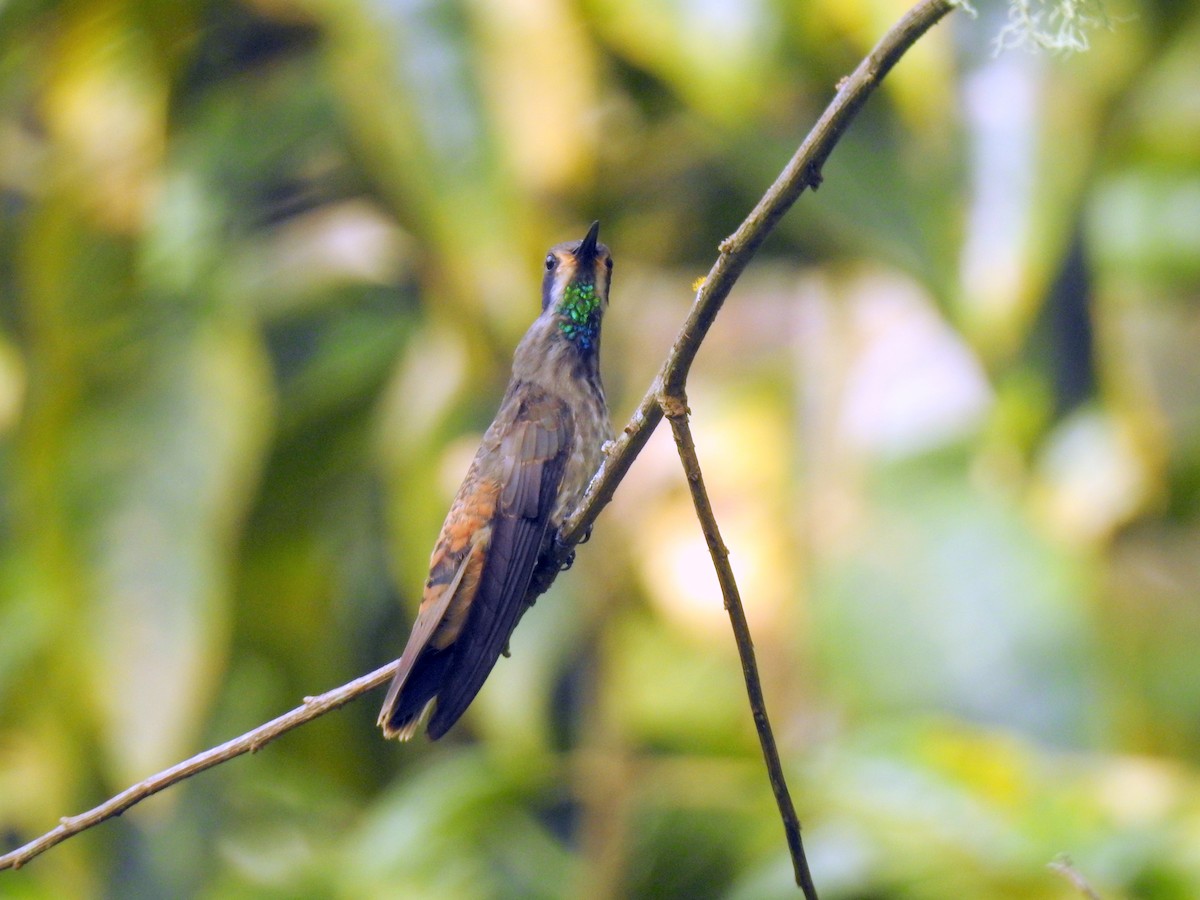 Colibri de Delphine - ML277880391