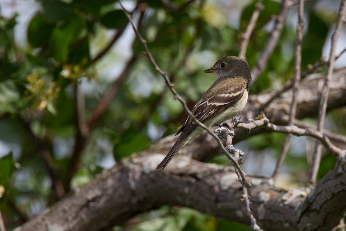 Alder Flycatcher - Chris Wood