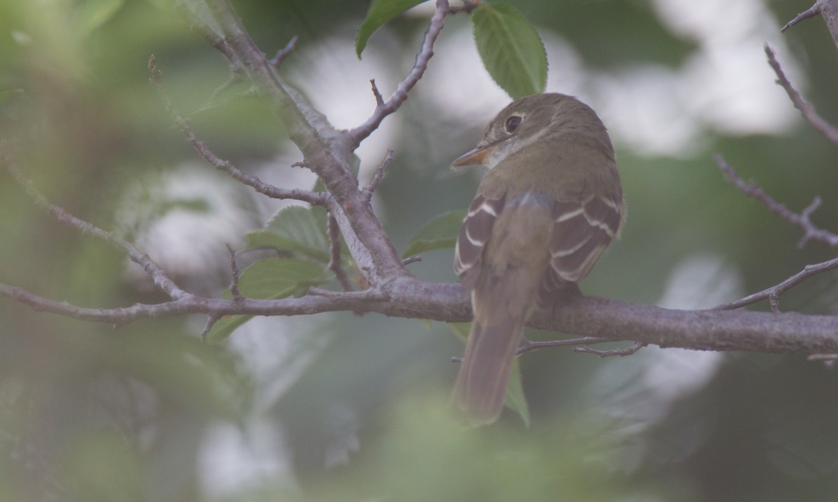 Alder Flycatcher - Chris Wood