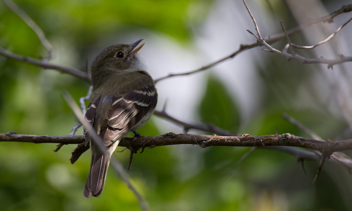 Alder Flycatcher - Chris Wood