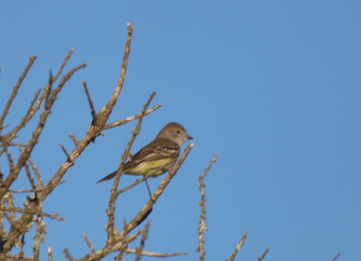 Southern Scrub-Flycatcher - ML277882001