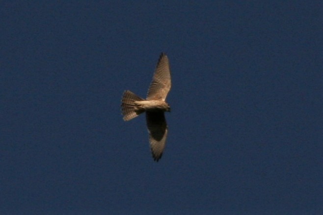 American Kestrel - ML277882251