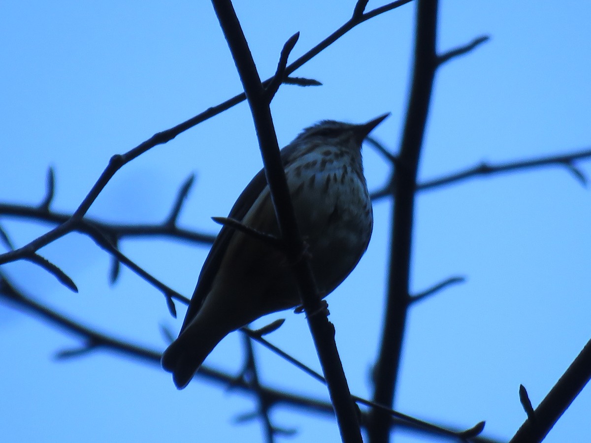 Louisiana Waterthrush - ML27788251