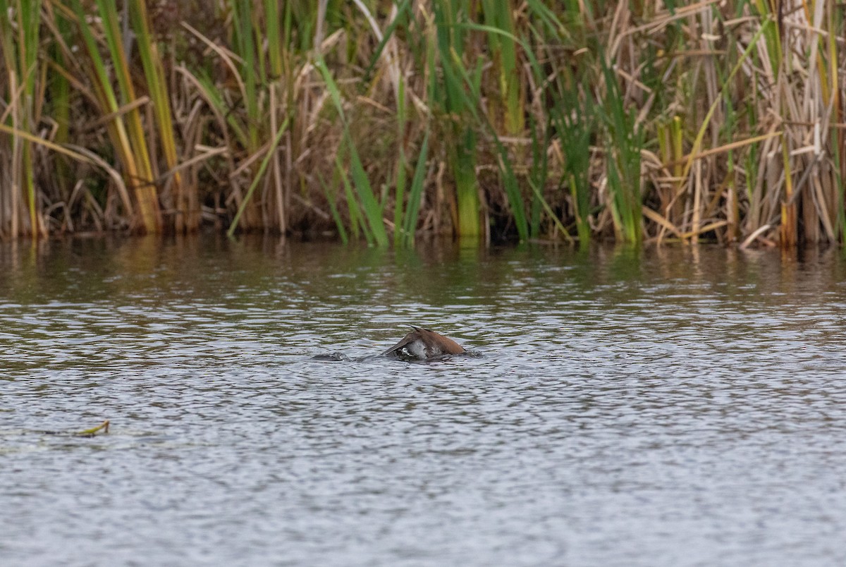 Hooded Merganser - ML277884741