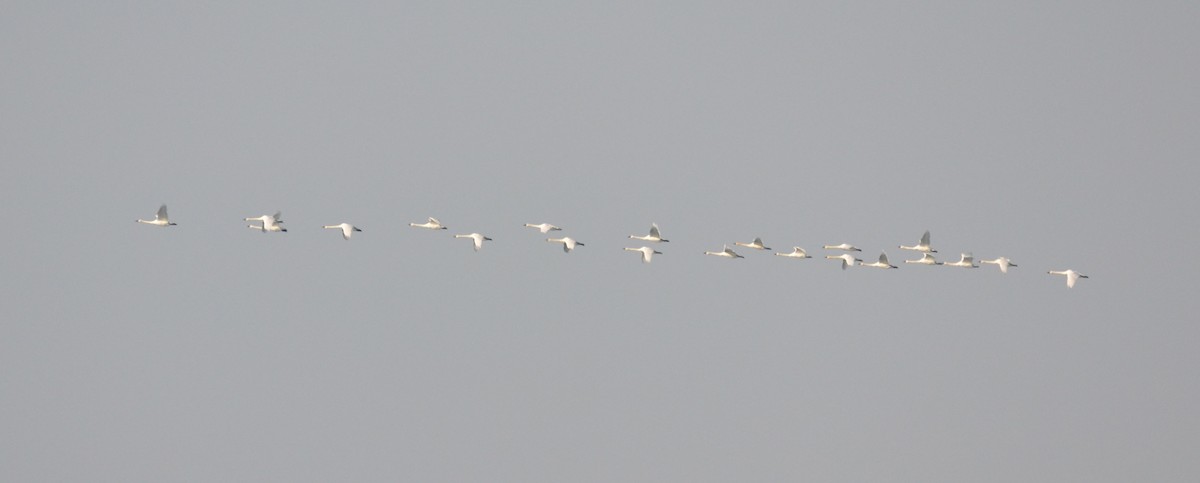 Tundra Swan - Kenneth G.D. Burrell
