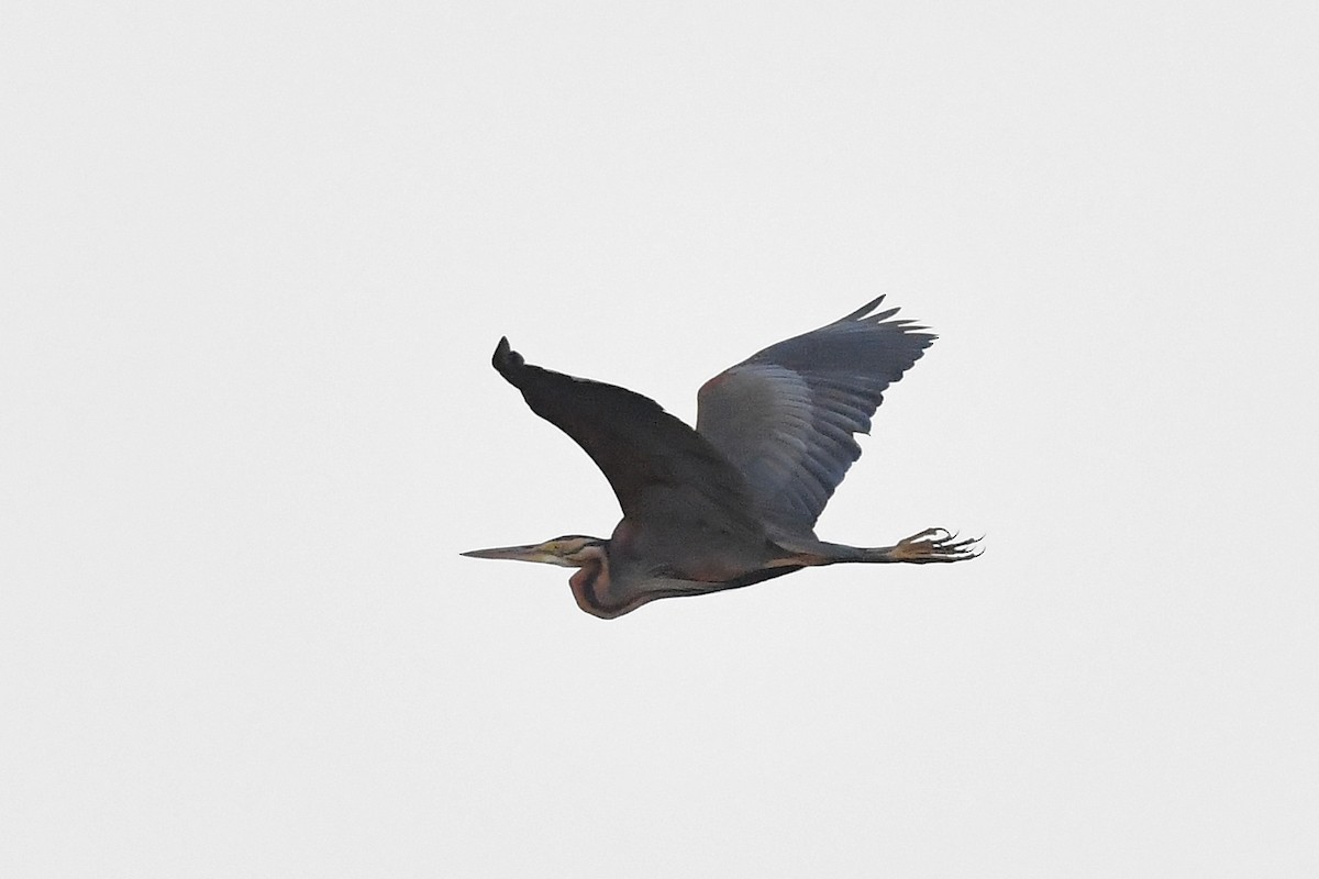 Purple Heron - ML277887191