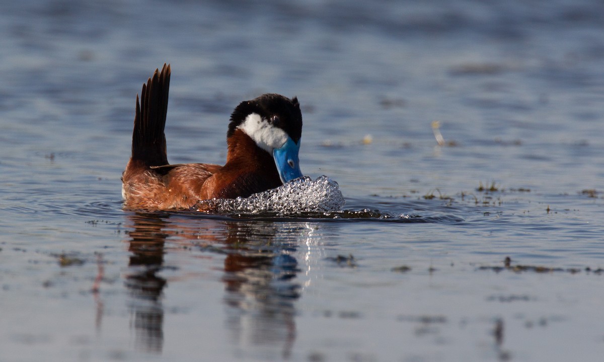 Ruddy Duck - Chris Wood