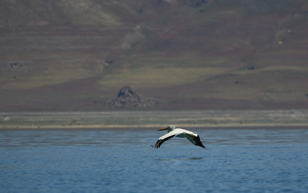 American White Pelican - ML27788811