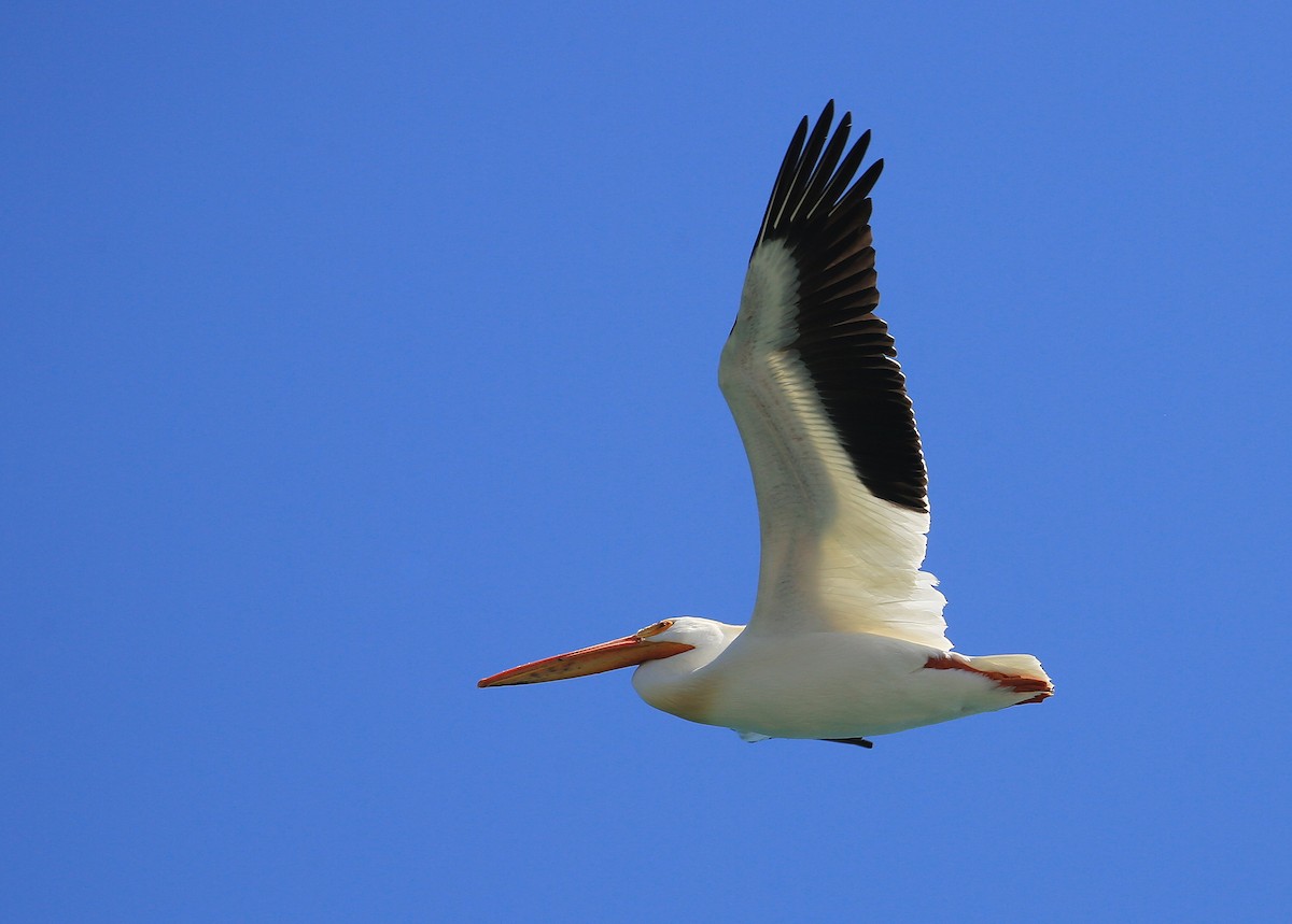 American White Pelican - ML27788831