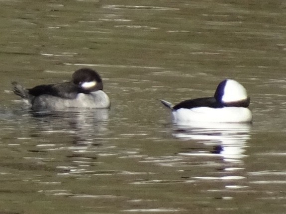 Bufflehead - ML277888631