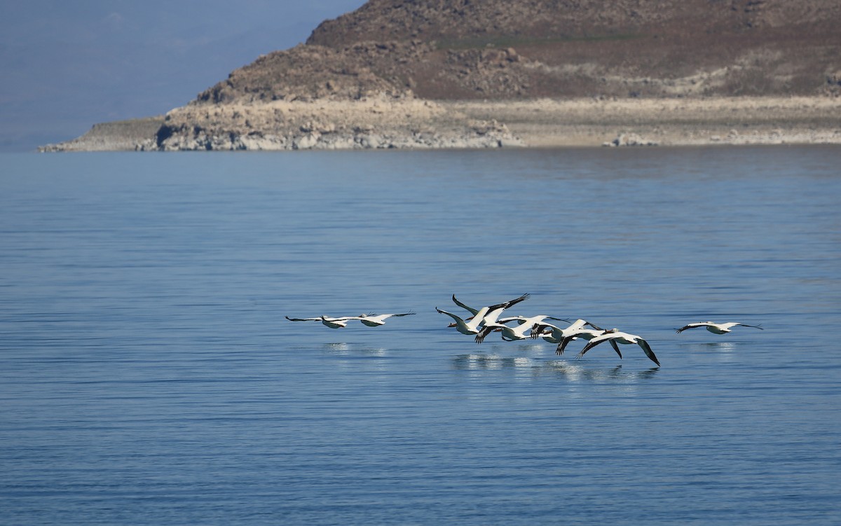 American White Pelican - ML27788951