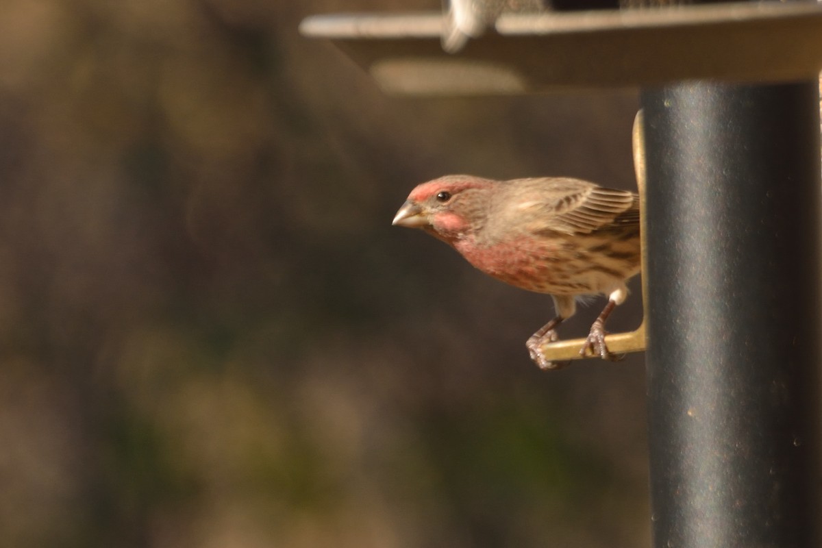 House Finch - ML277890611