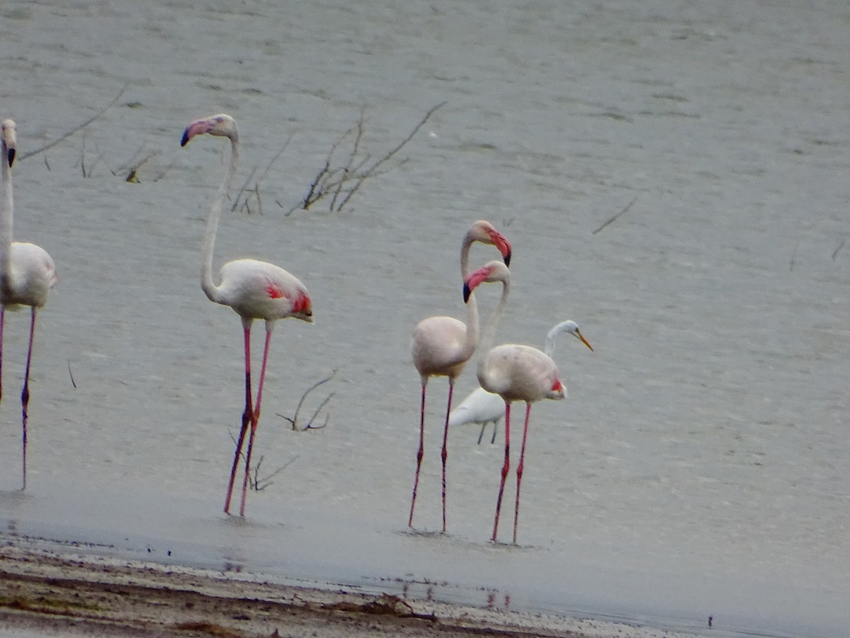 Flamingo - ML277892031