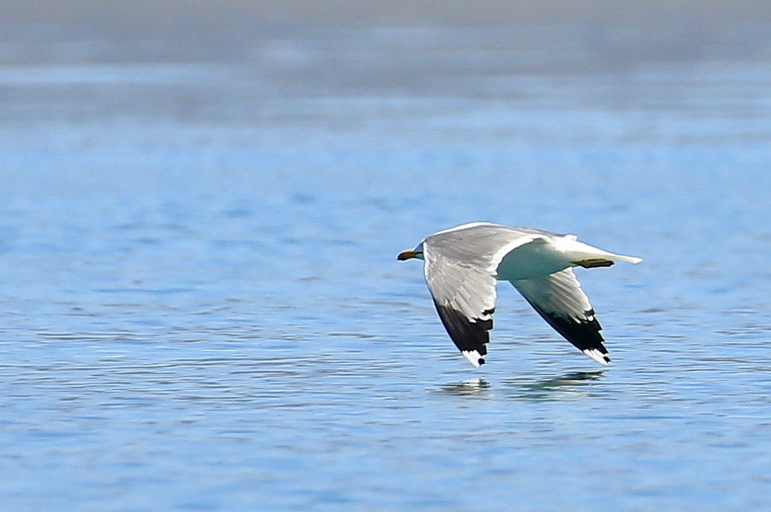California Gull - ML27789351
