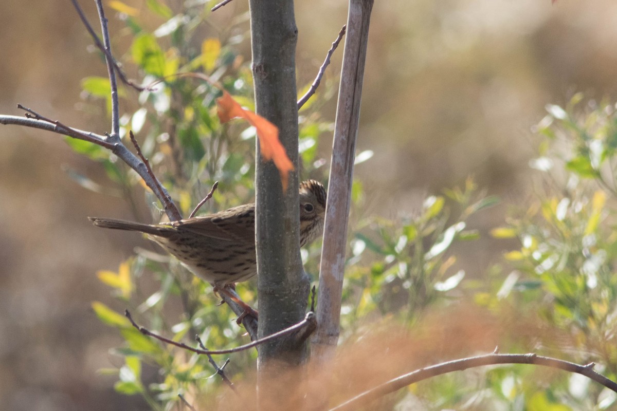 Lincoln's Sparrow - ML277896431