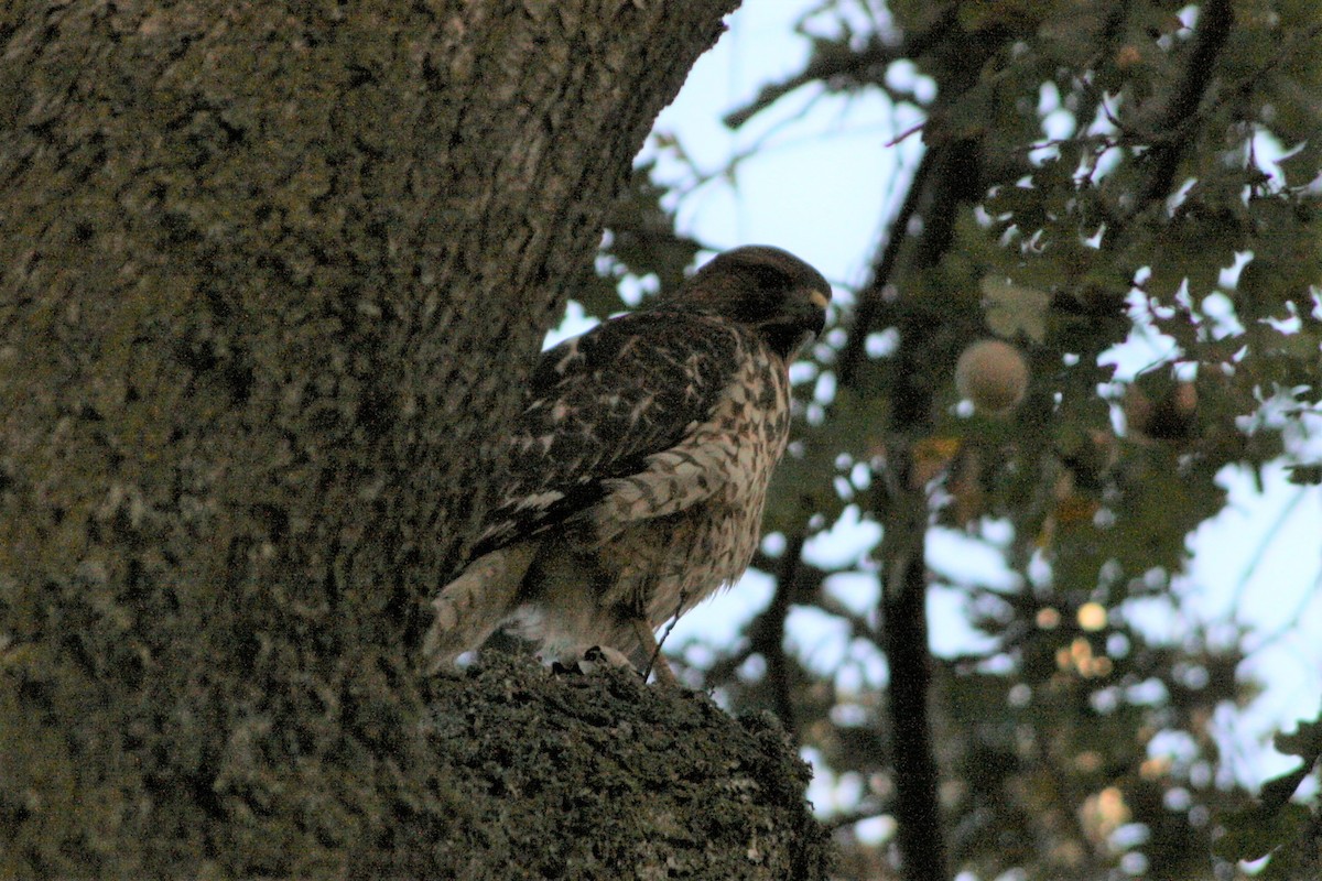 Rotschulterbussard - ML277896851