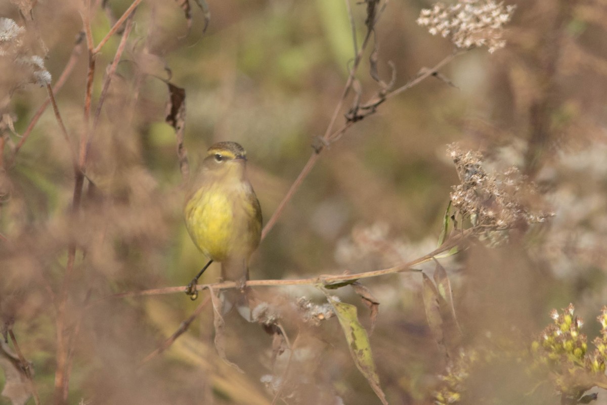 Palm Warbler - ML277896881