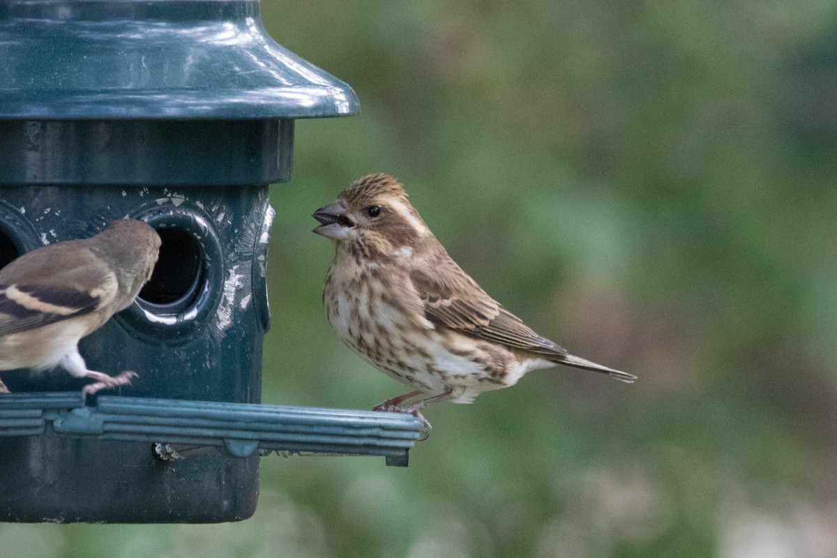 Purple Finch - ML277897841