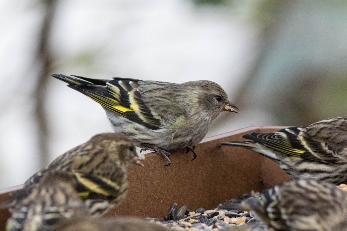 Pine Siskin - ML277897921