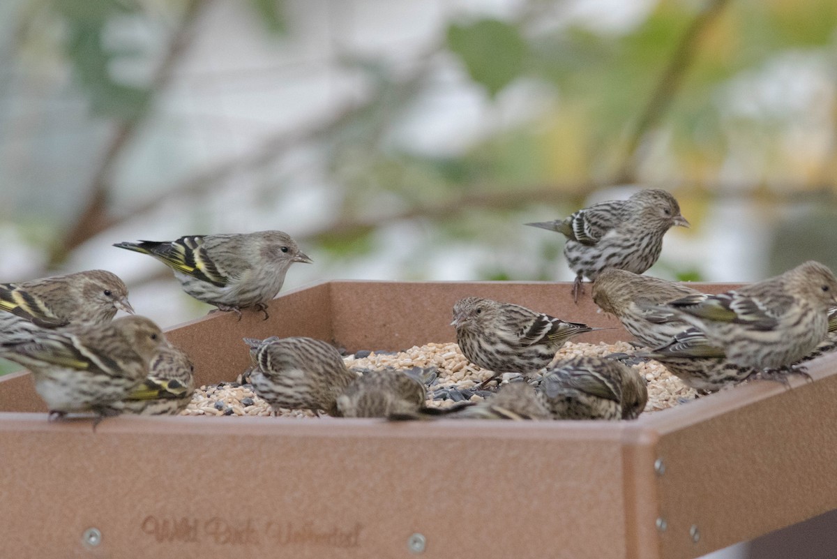 Pine Siskin - ML277897931