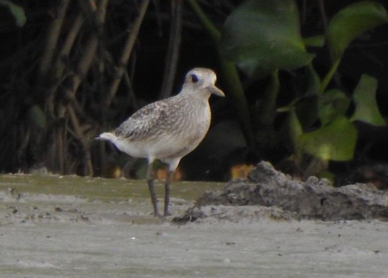 Black-bellied Plover - Gustavo Rojas