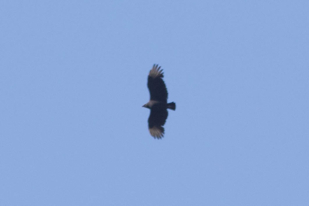 Black Vulture - ML277898101