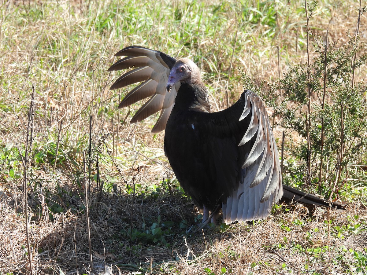 Turkey Vulture - ML277898951