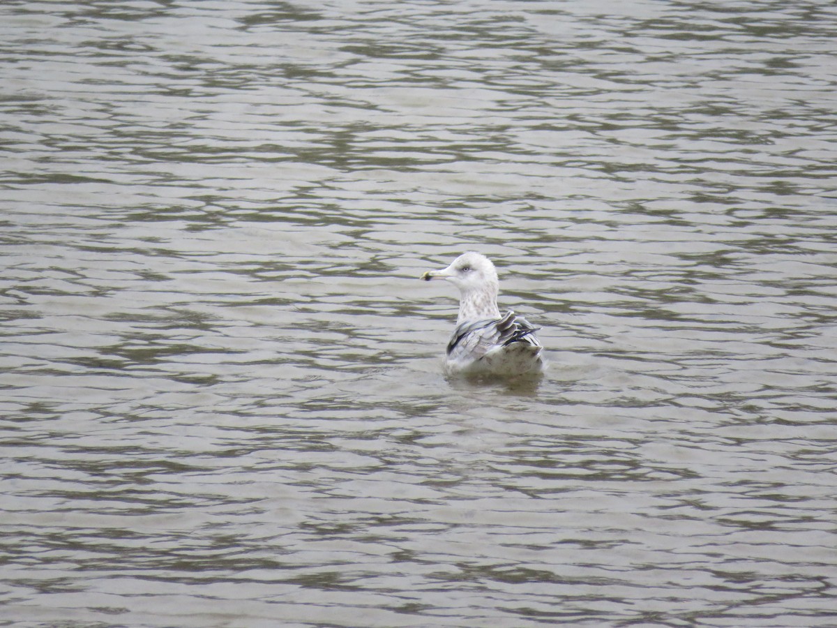 Herring Gull - ML277898961