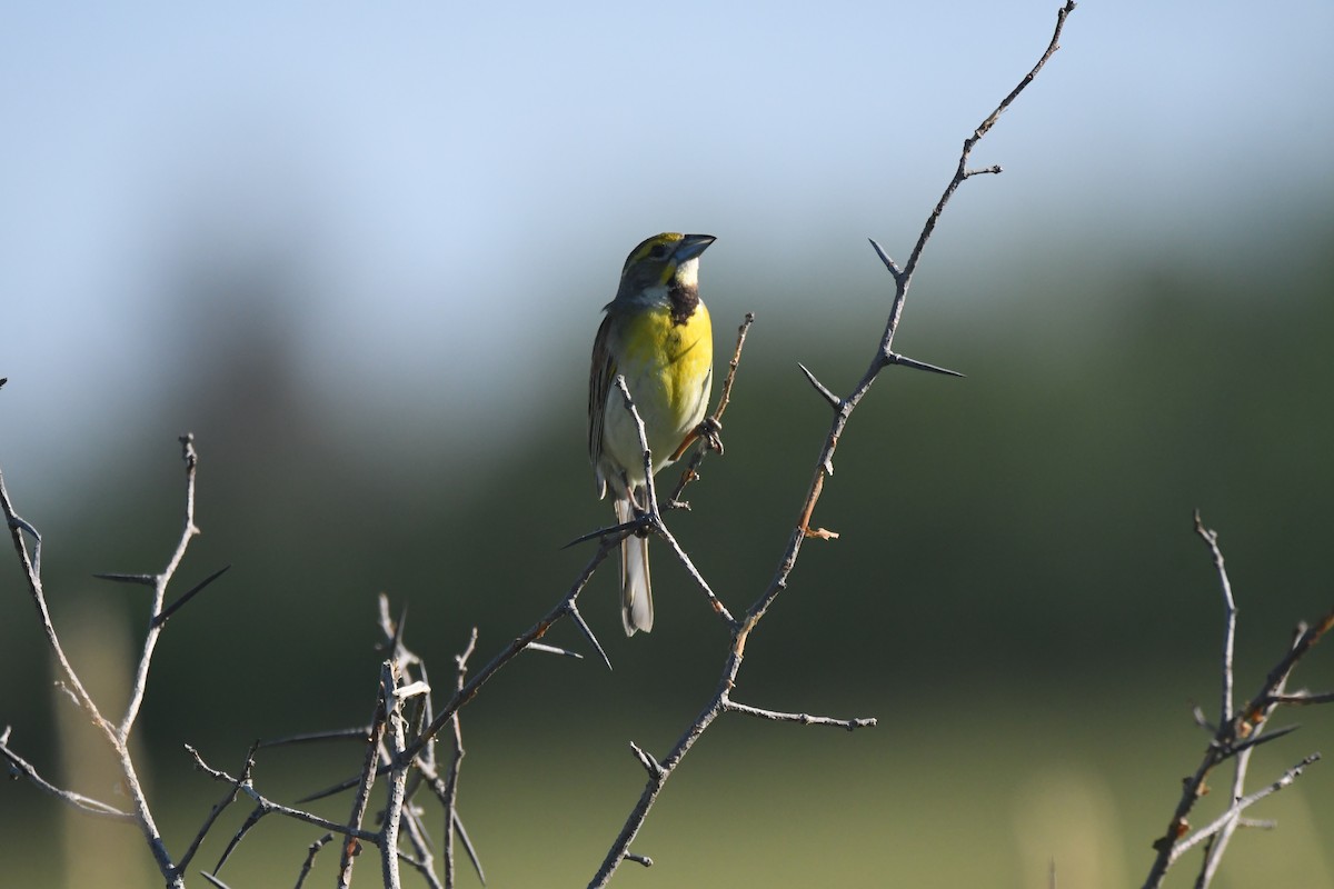 Dickcissel - ML277899001