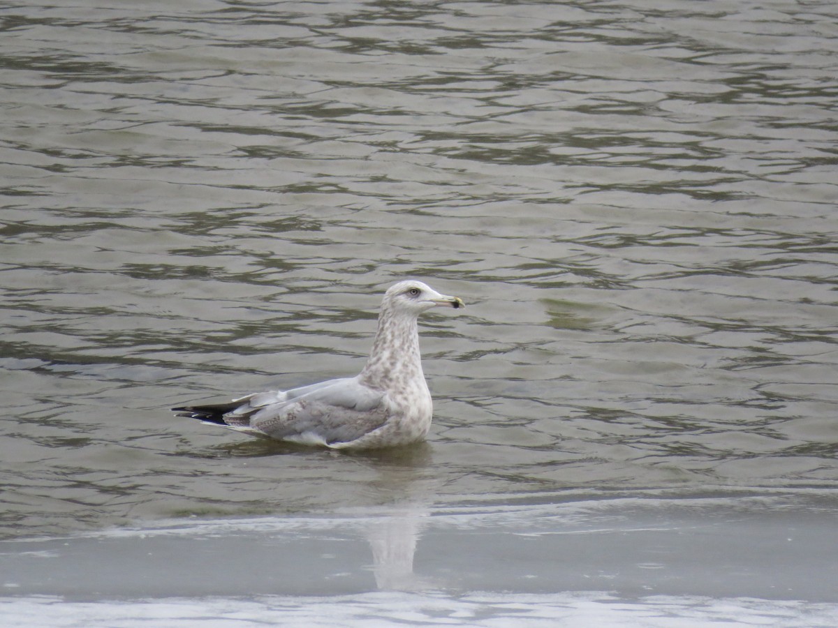 Herring Gull - ML277899071