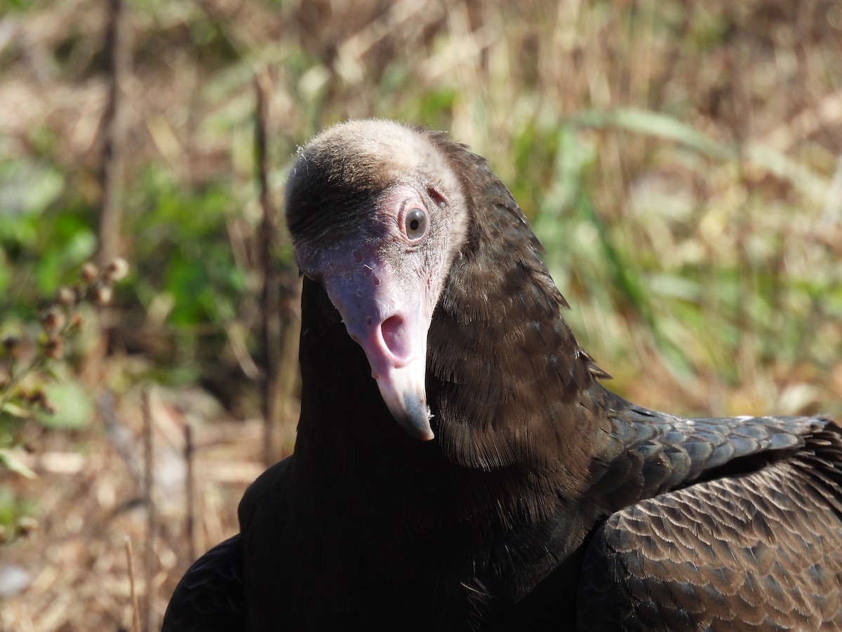 Turkey Vulture - ML277899181