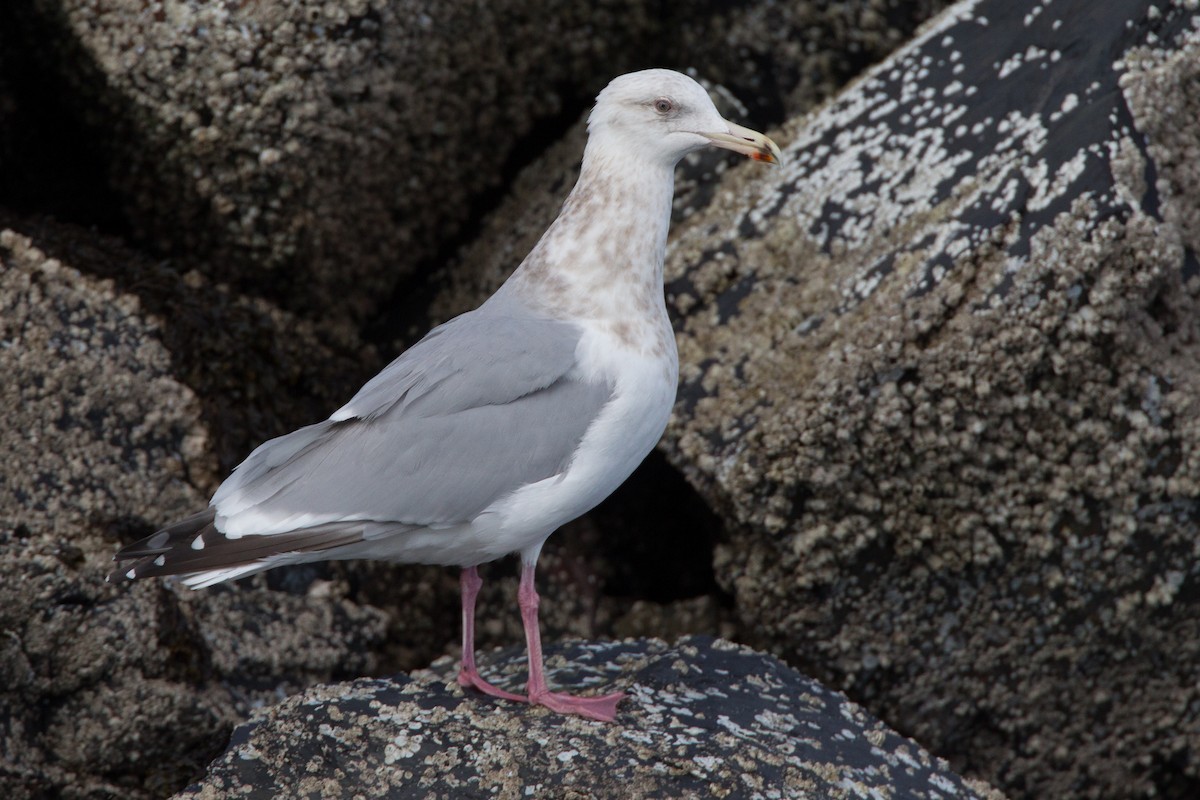 gull sp. - ML27789921