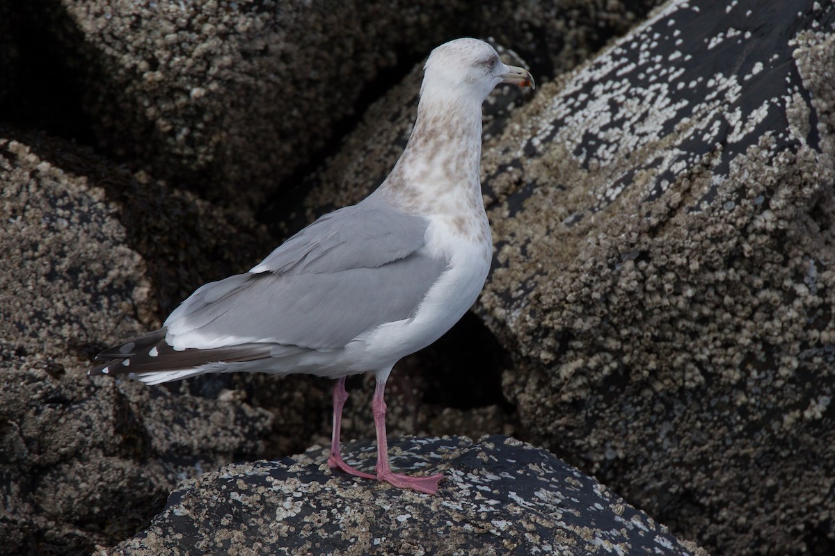 gull sp. - ML27789931