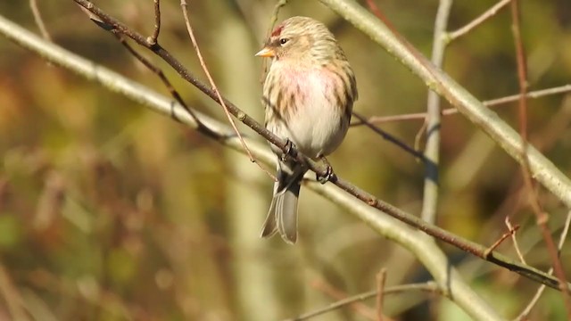 Common Redpoll - ML277900741