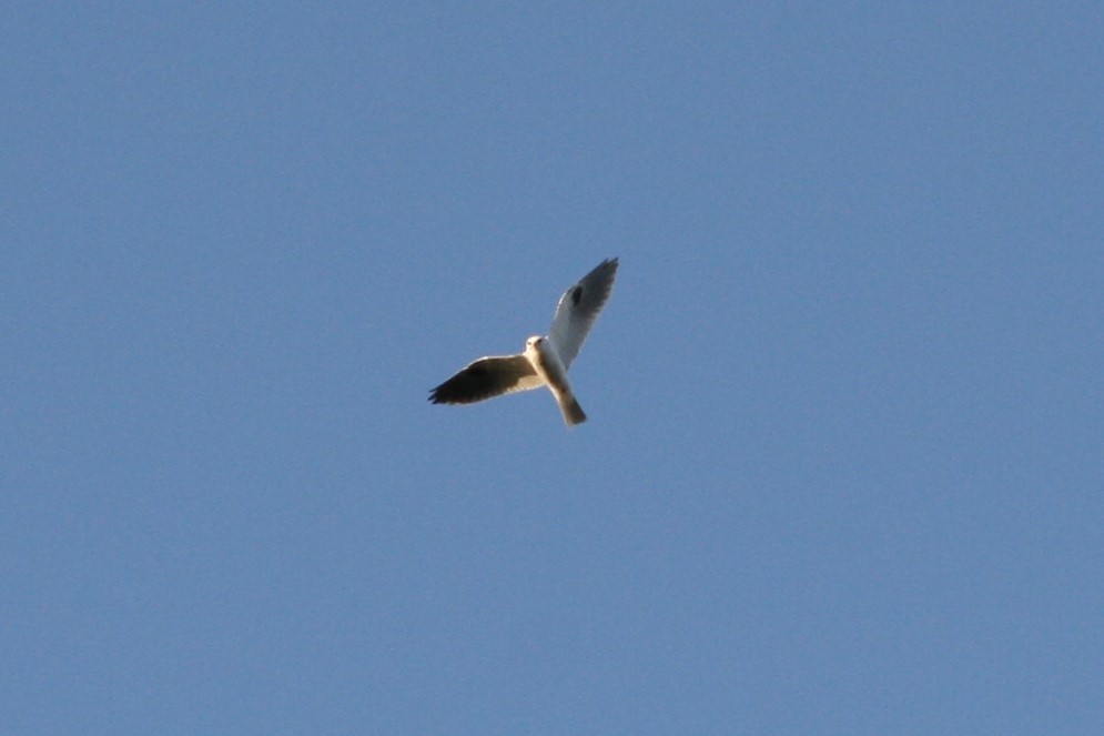 White-tailed Kite - Frank Severson