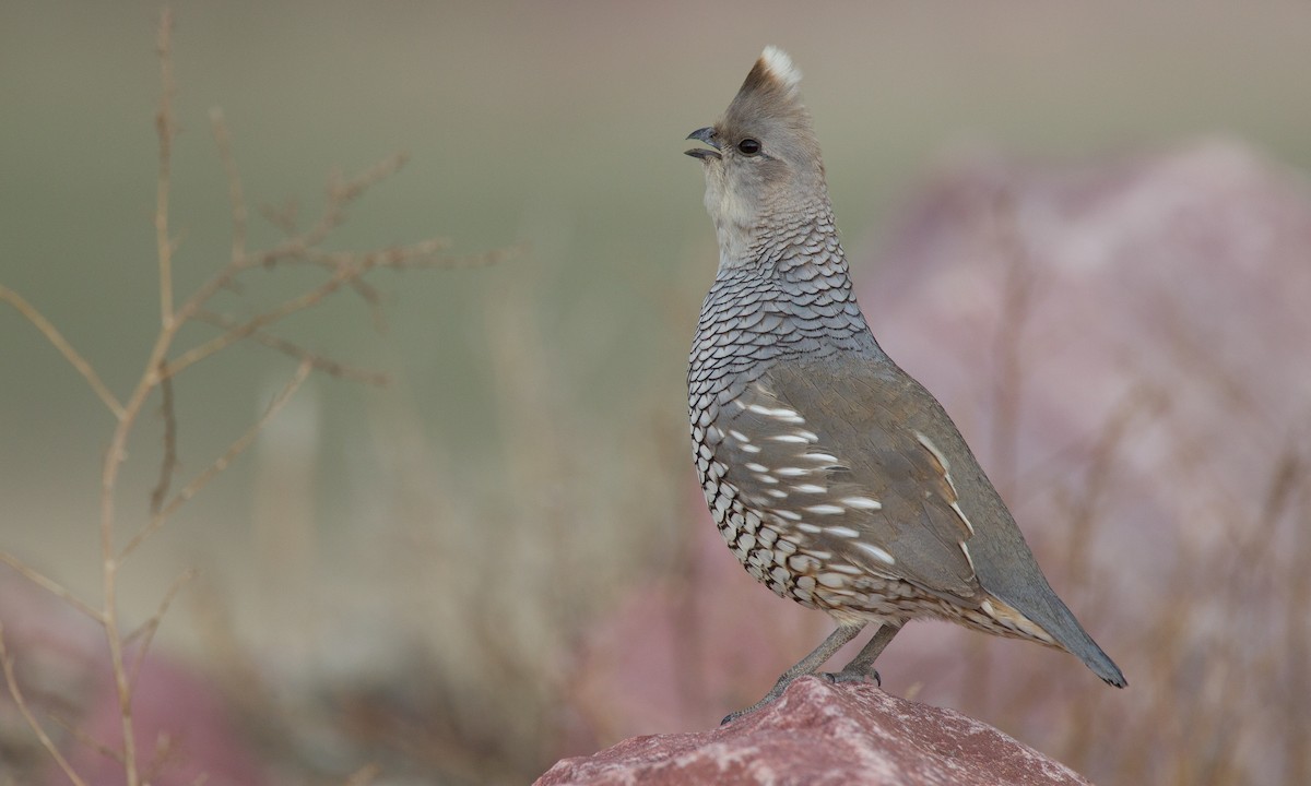 Scaled Quail - Chris Wood