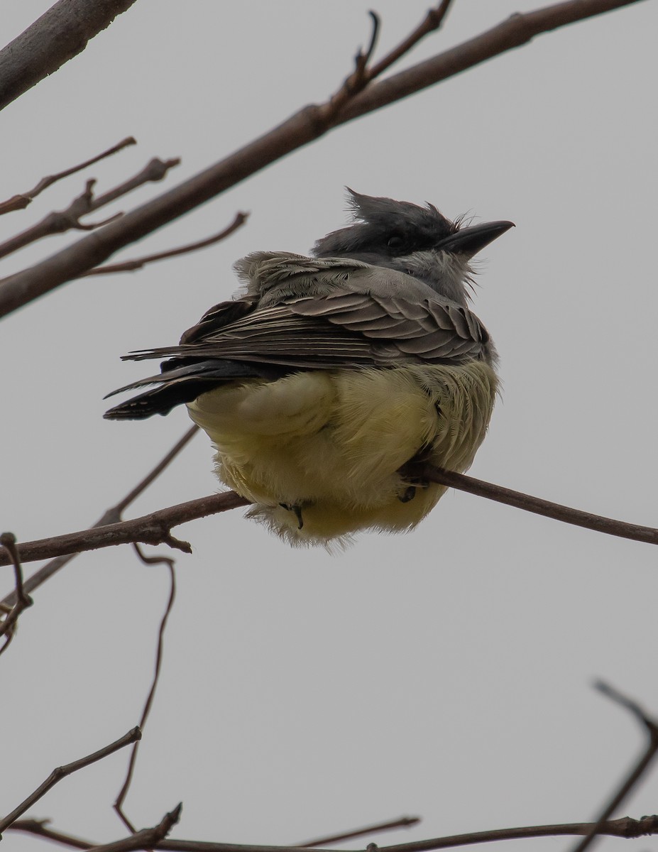 Cassin's Kingbird - Chris Tosdevin