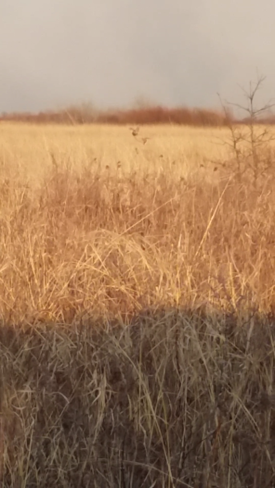 Ring-necked Pheasant - ML27790331
