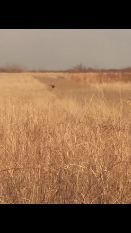 Ring-necked Pheasant - ML27790341