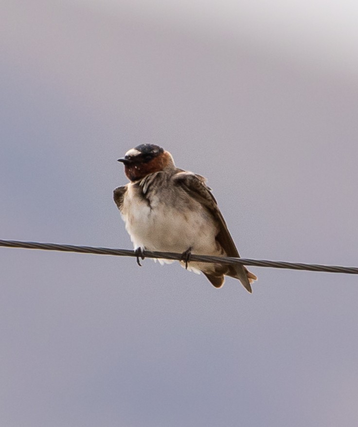 Cliff Swallow - ML277903561