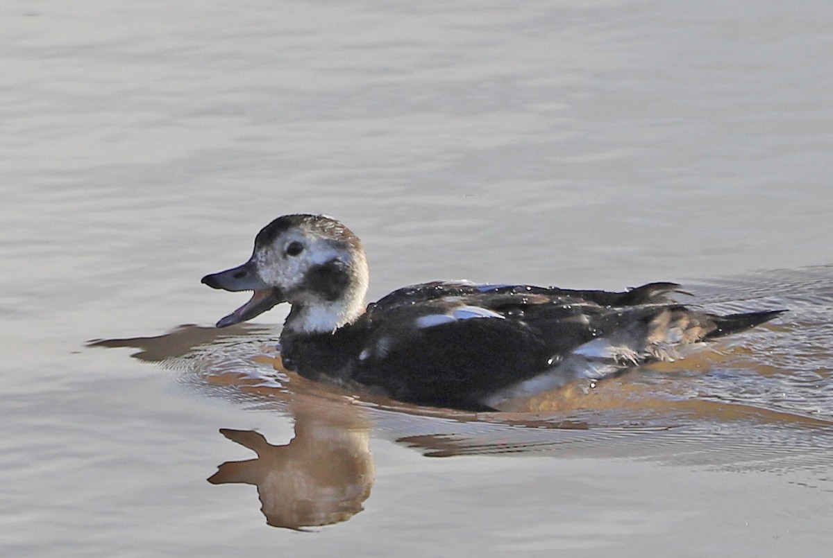 Long-tailed Duck - Walter Thorne